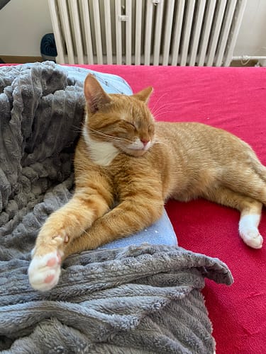 Simba