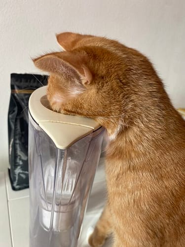 Simba