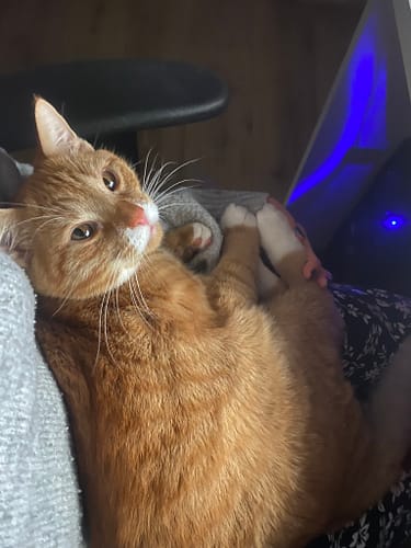 Simba
